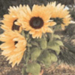 Meet your Posher, Diana